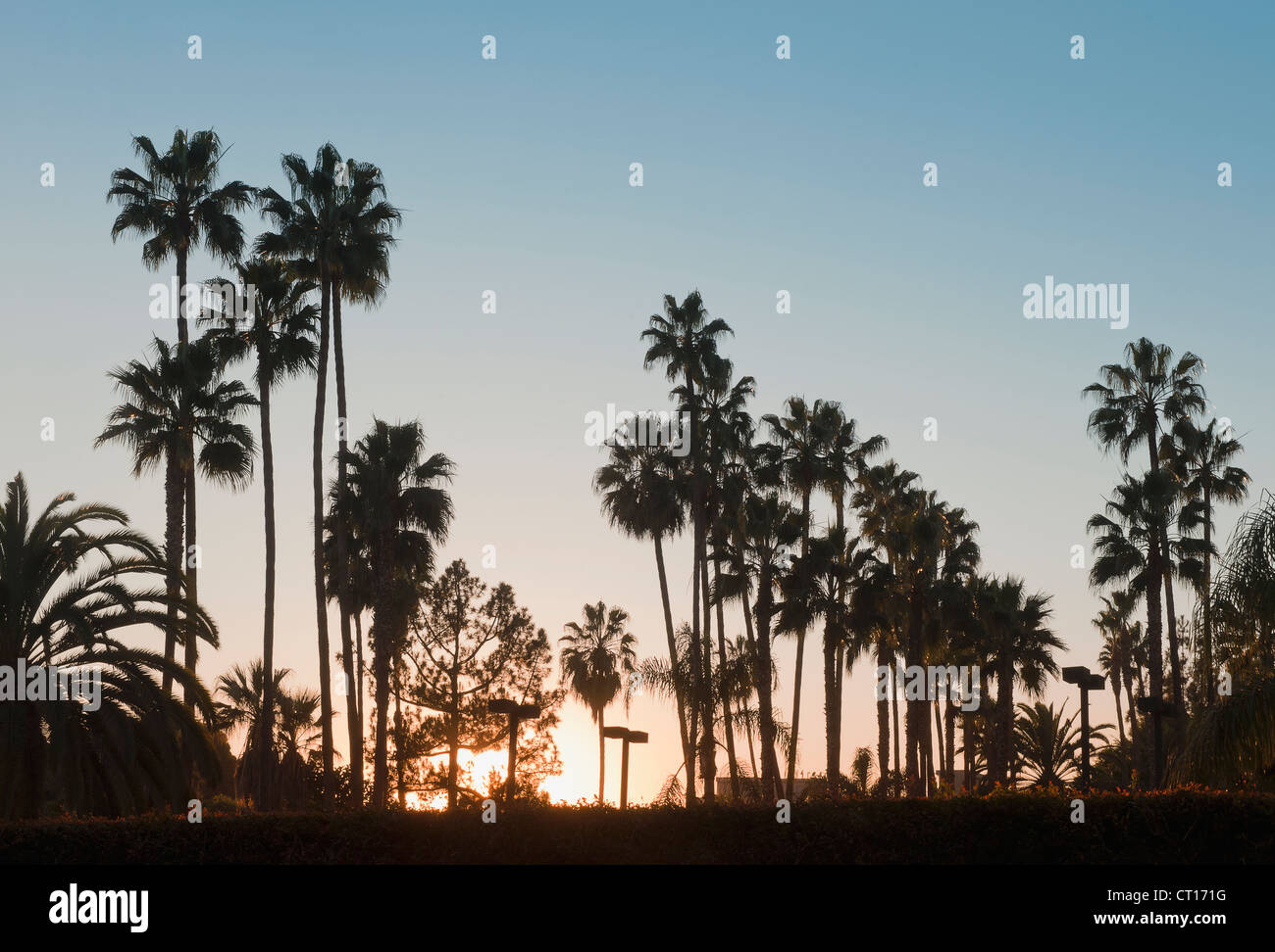 Silhouette der Palmen bei Sonnenuntergang Stockfoto