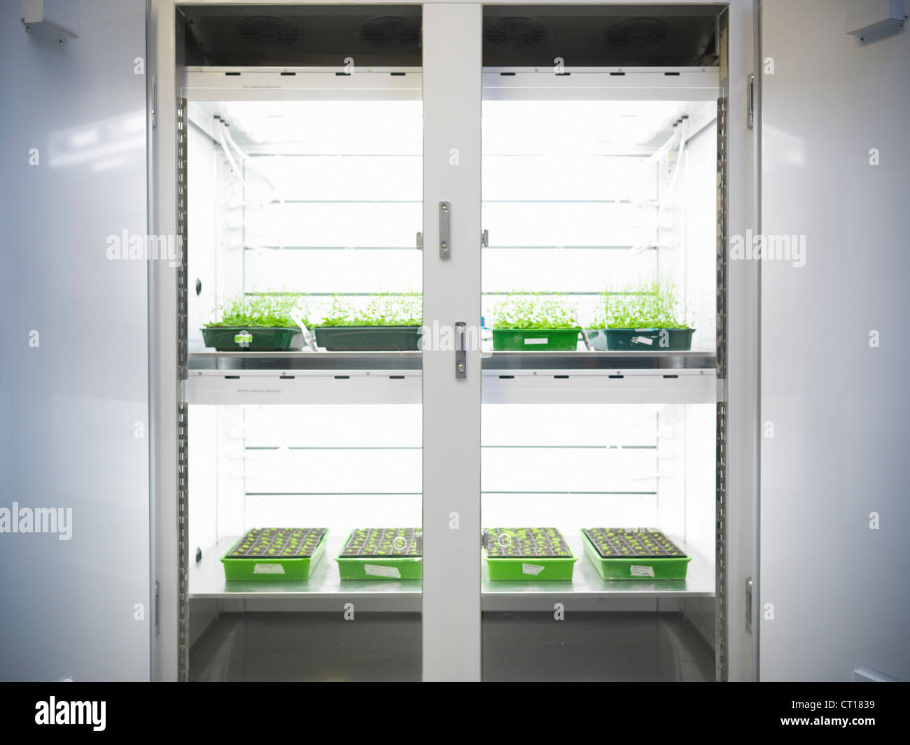 Pflanzen im Labor-container Stockfoto