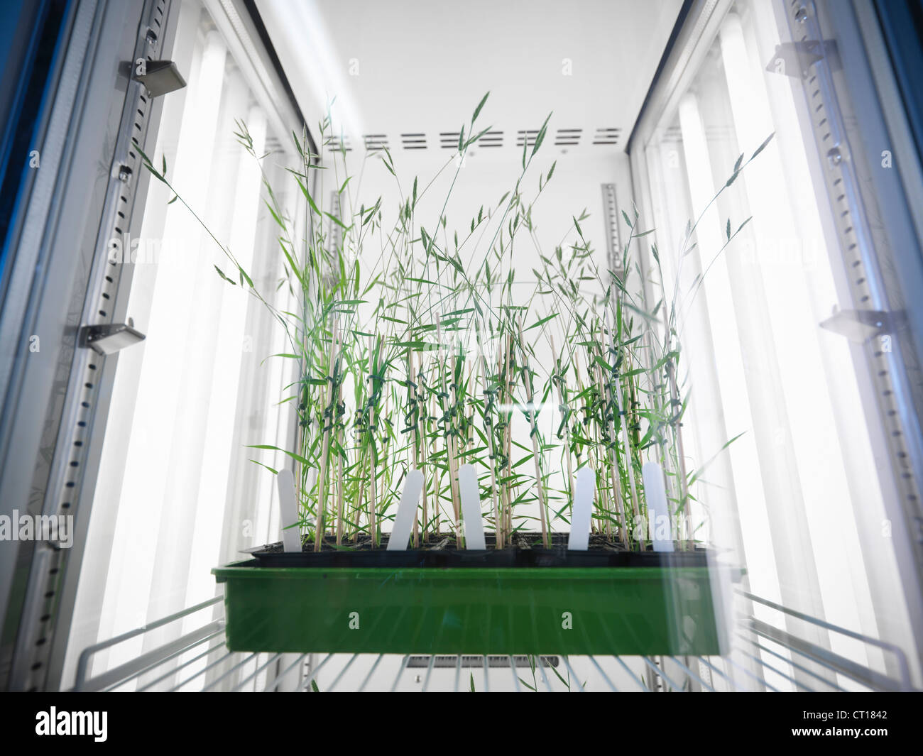Pflanzen wachsen im Labor Kühlschrank Stockfotografie - Alamy