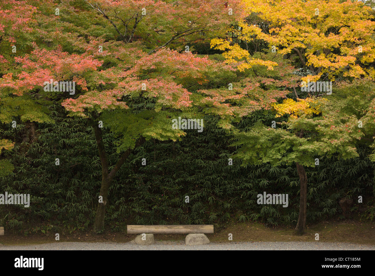 japanische Herbstlandschaft im Park, Kyoto Stockfoto