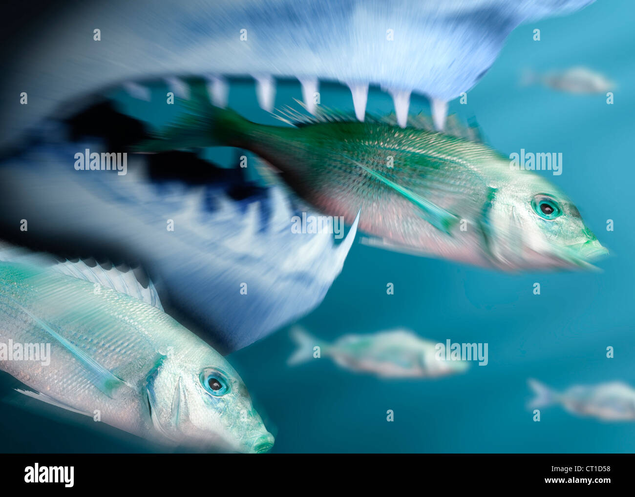 Hai fängt kleinere Fische Stockfoto