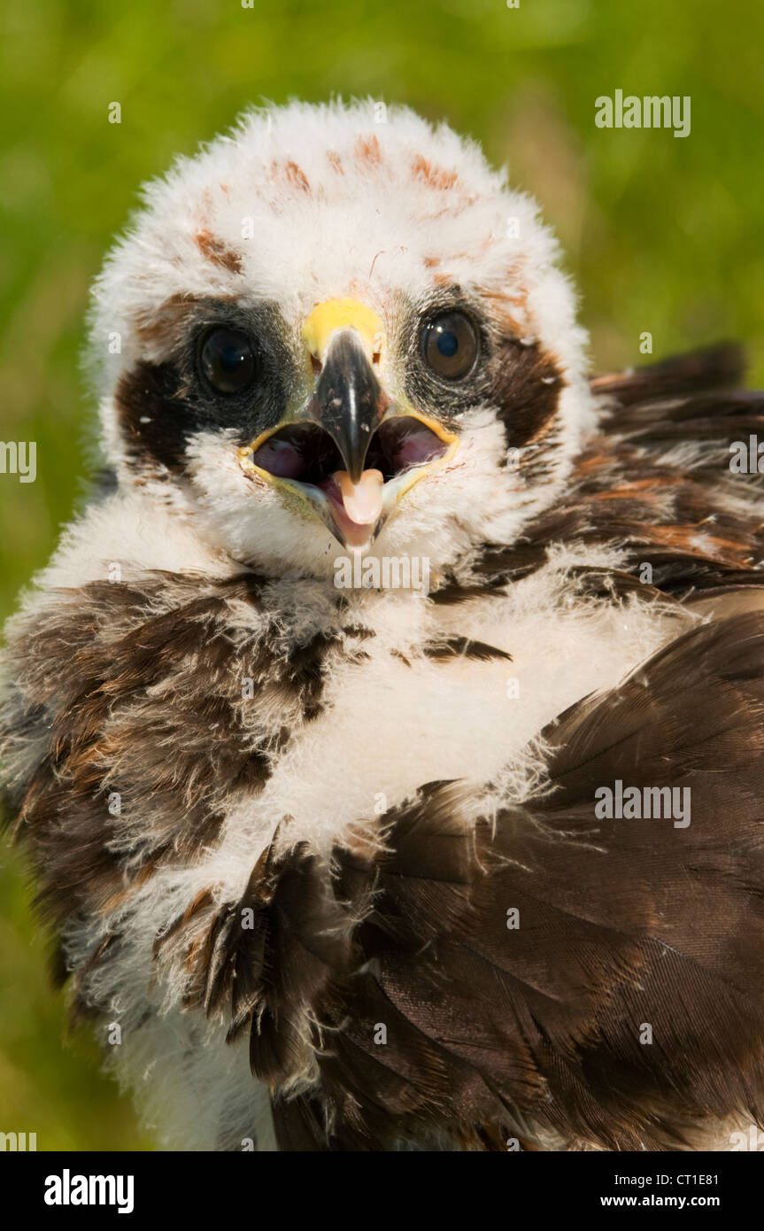 Juvenile sumpfweide (Circus aeruginosus) wird gehandhabt und mit Flügeln versehen Stockfoto