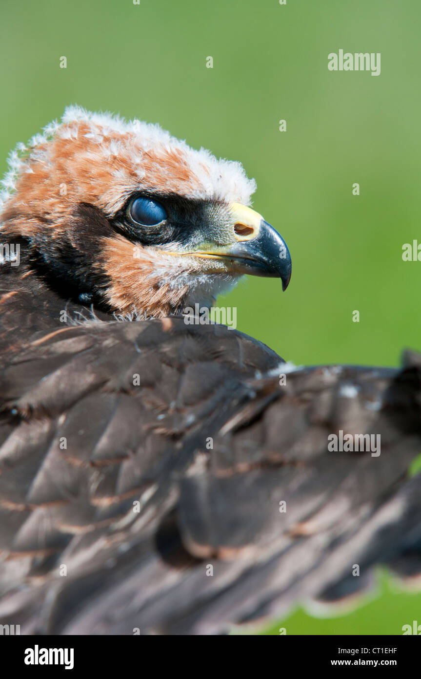 Junge Rohrweihe, Kent, England. Stockfoto