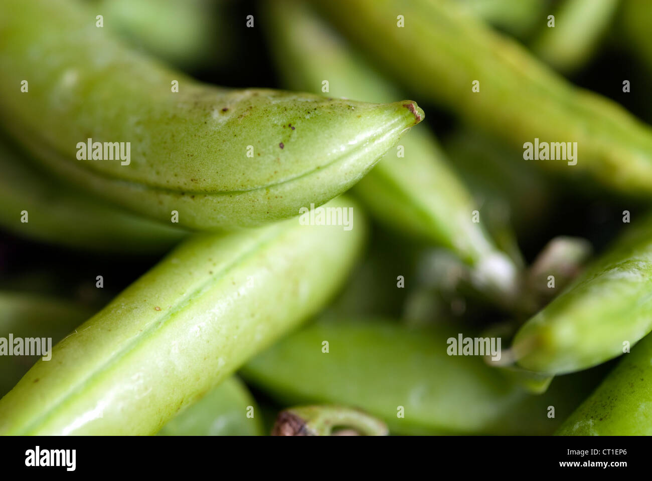 Bio Zuckererbsen in Schoten in Nahaufnahme Stockfoto