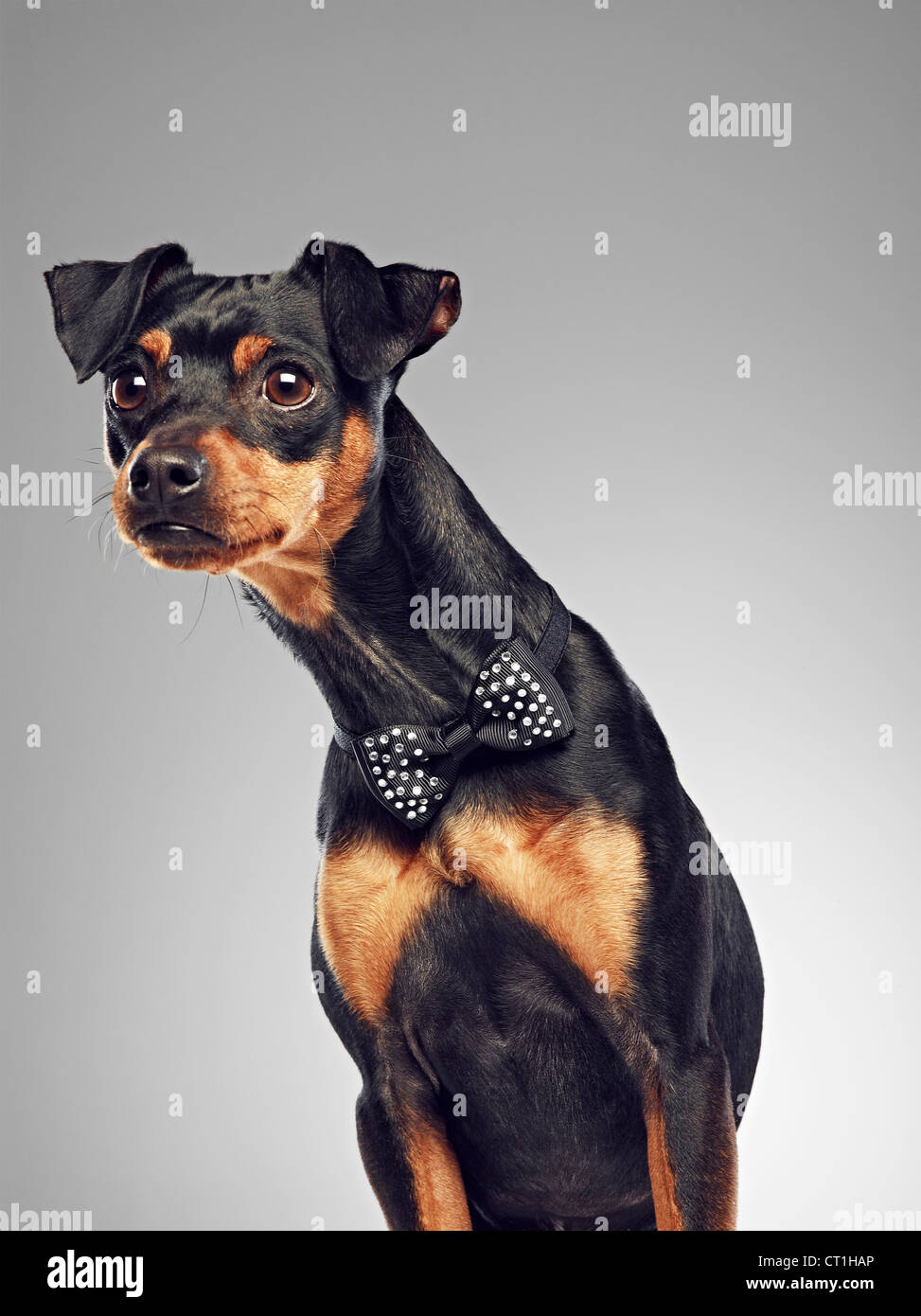 Hund mit Fliege Stockfoto