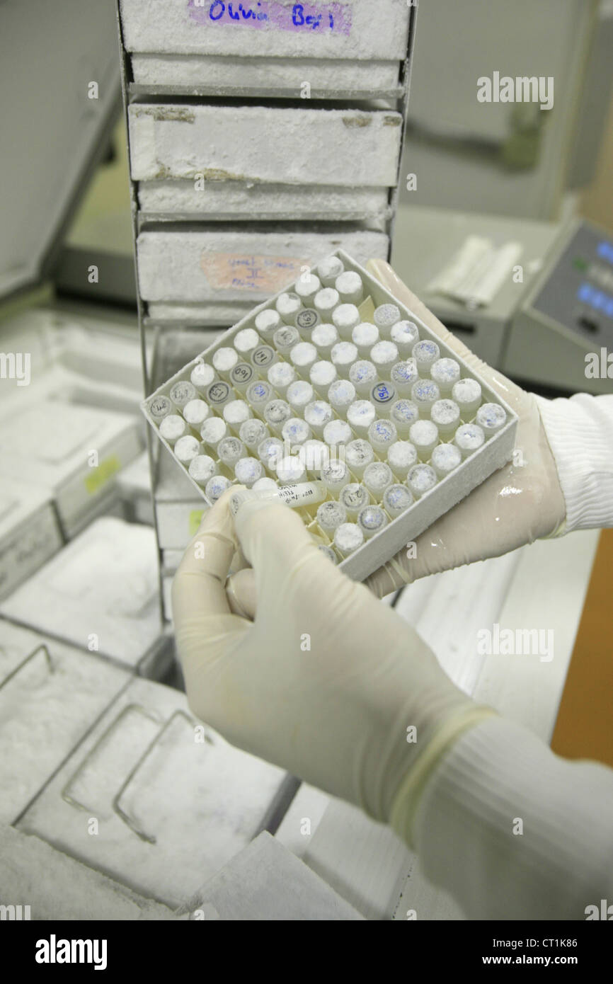 STEM CELL RESEARCH Stockfoto