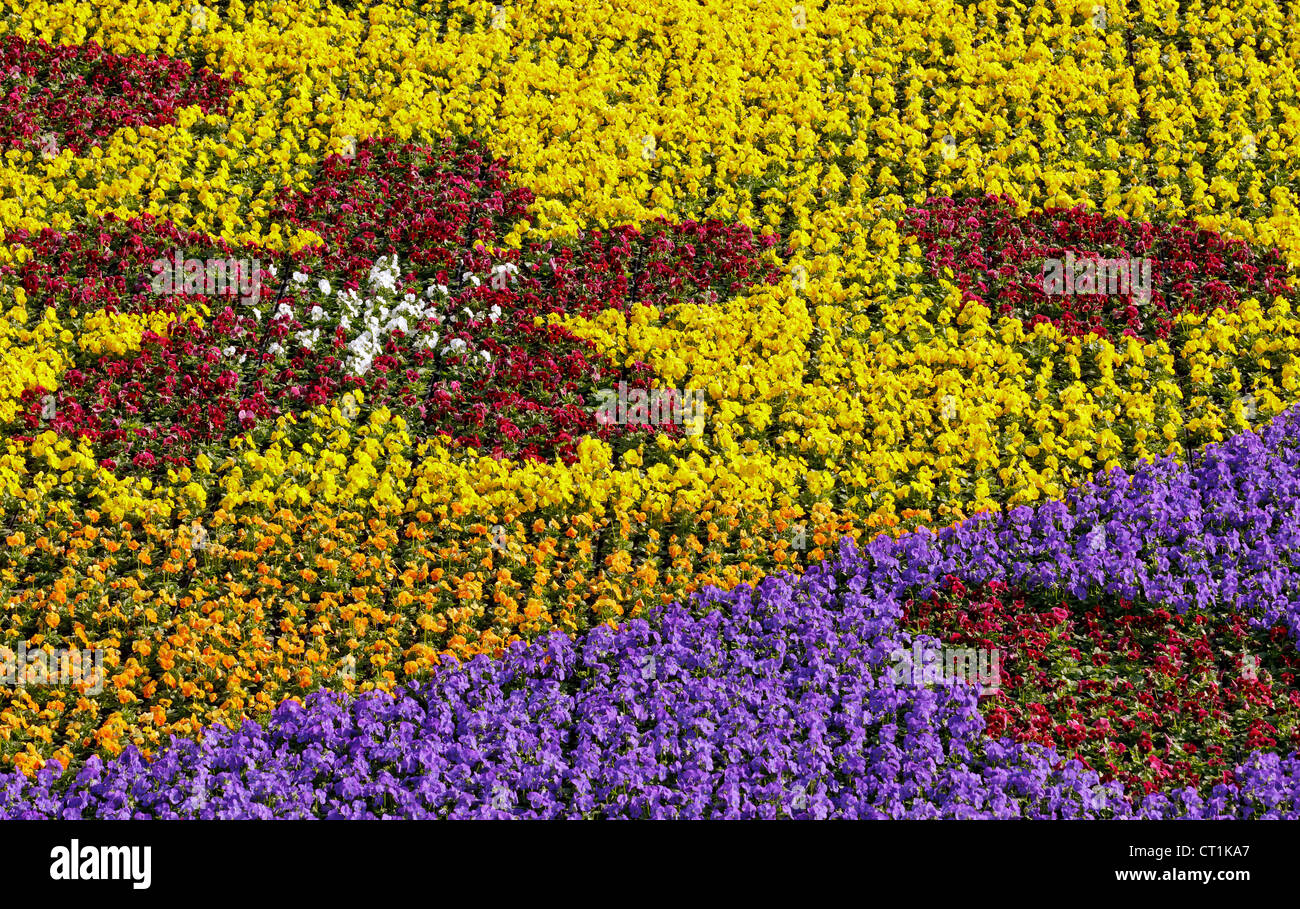 bunten Mustern im Blumenbeet Stiefmütterchen Stockfoto
