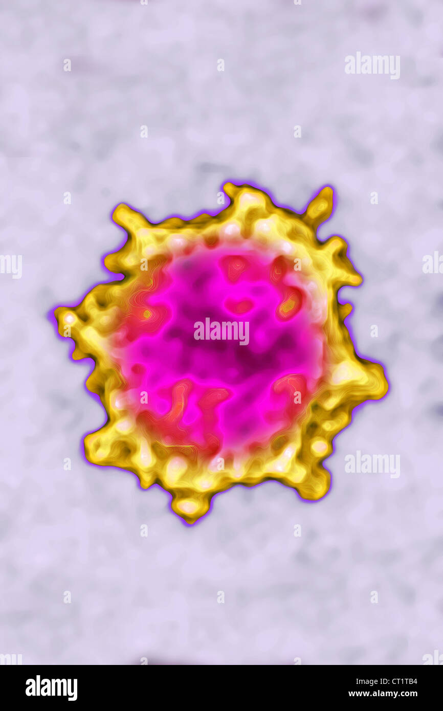 HEPATITIS E VIRUS Stockfoto