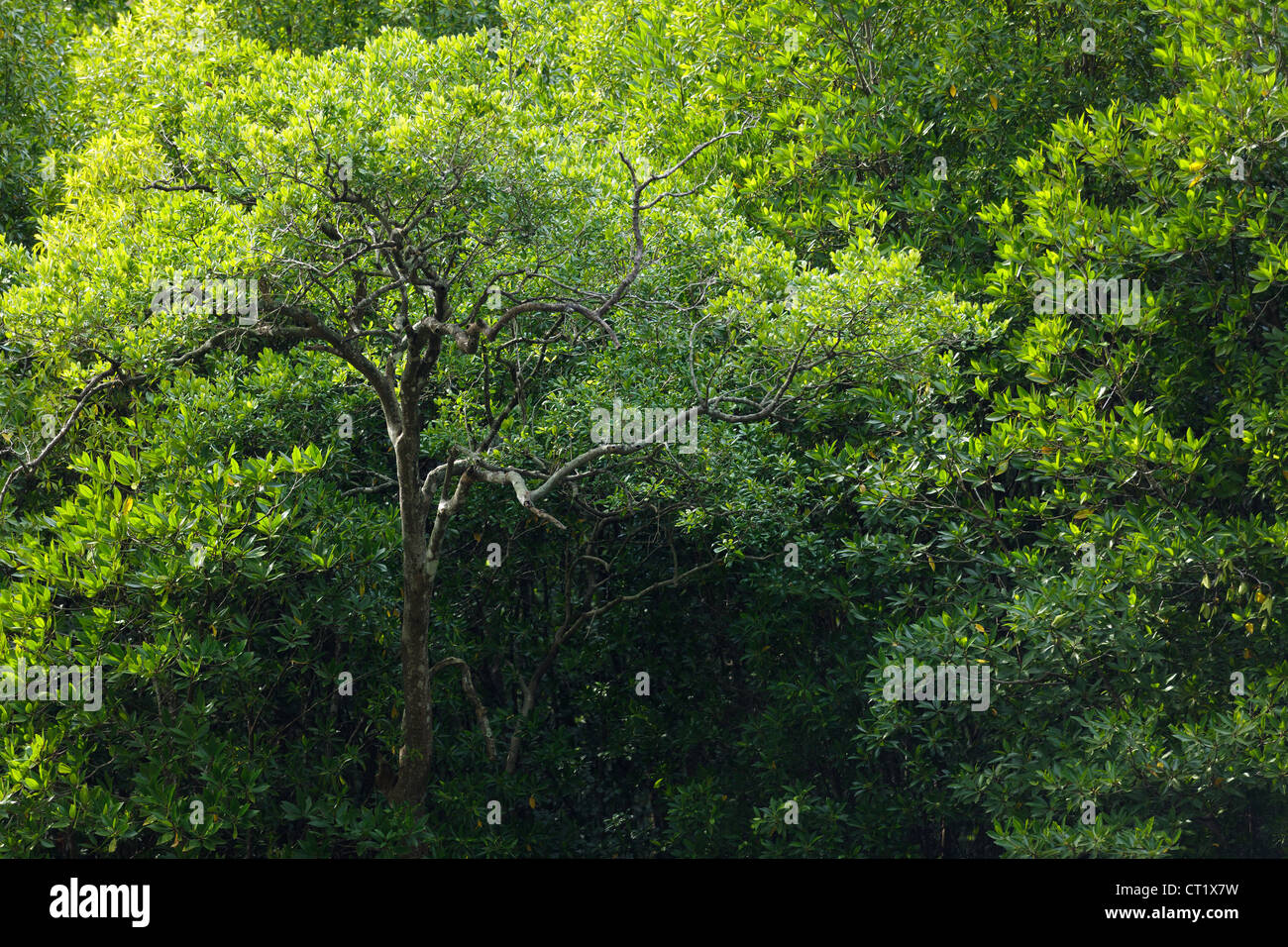 Mangroven-Baum in Satun Küste, Thailand Stockfoto