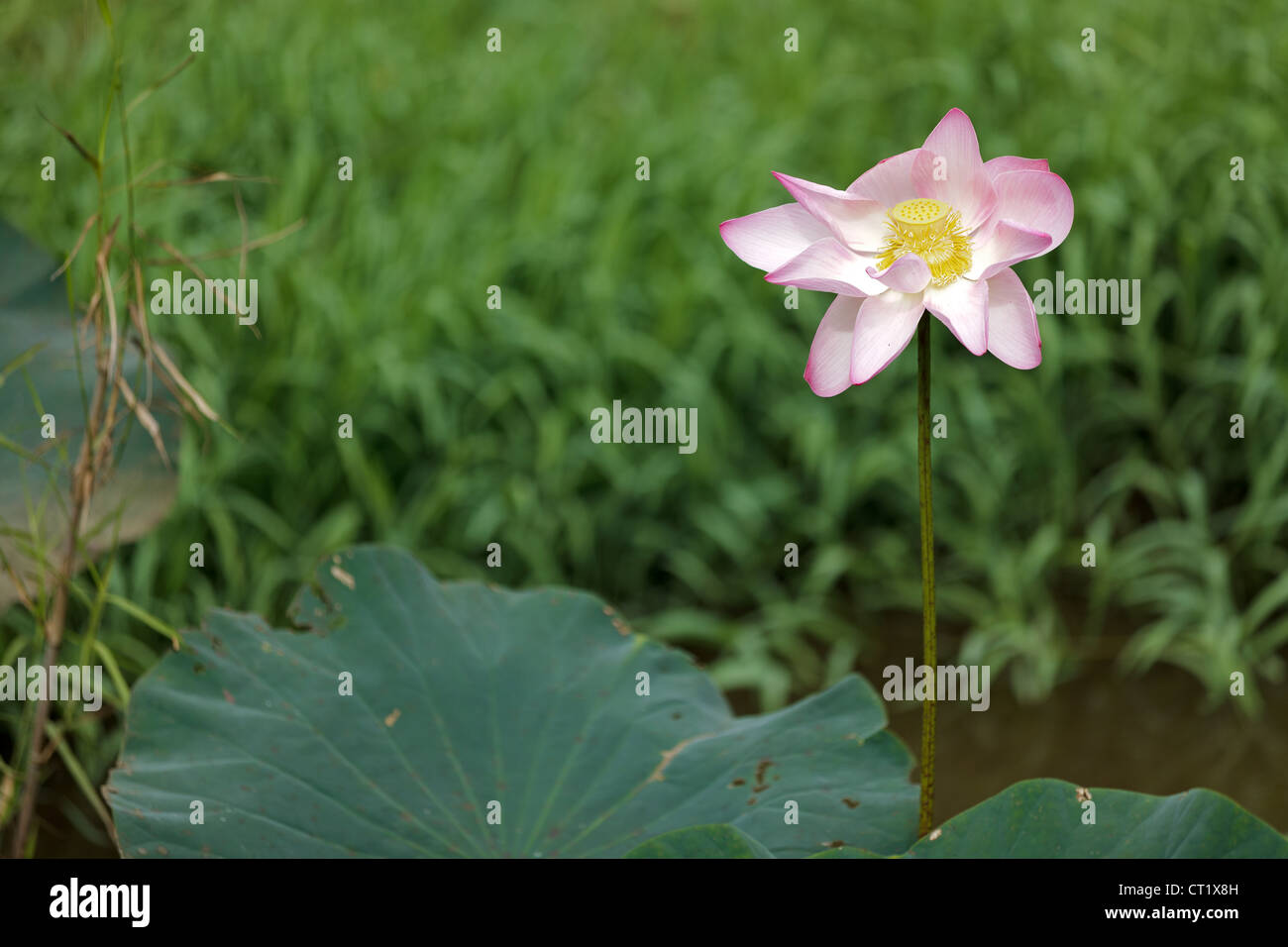 Lotus Blume Blüte in wilden Moor Stockfoto