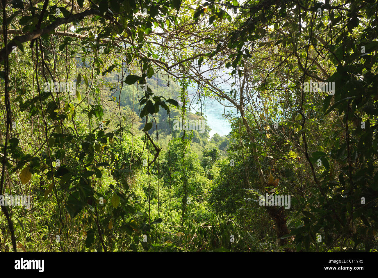 dichten Dschungel und Küste Landschaft, ko Smilan Insel, thailand Stockfoto