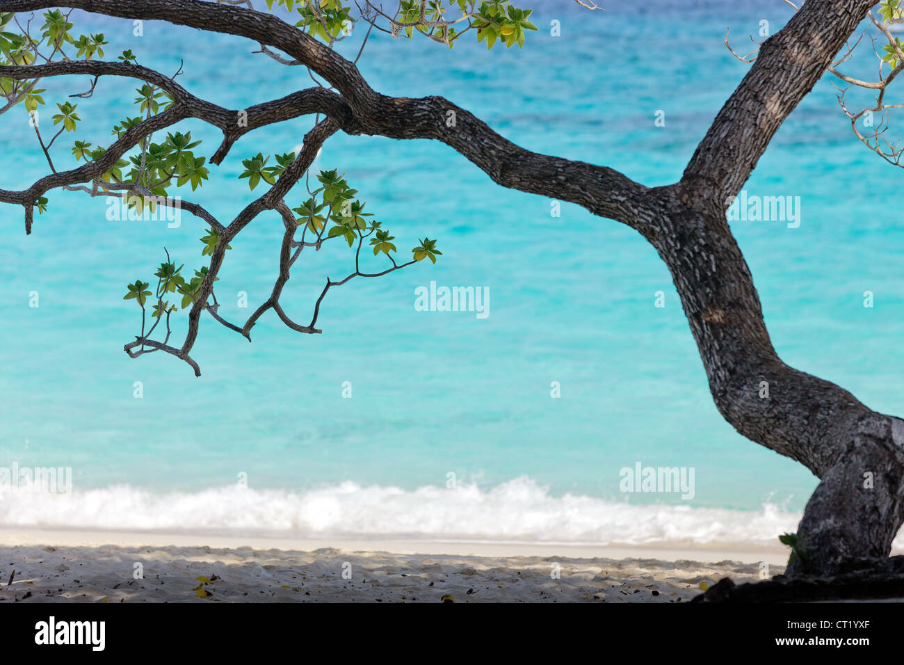 Baum am tropischen Sandstrand, Similan Island, thailand Stockfoto