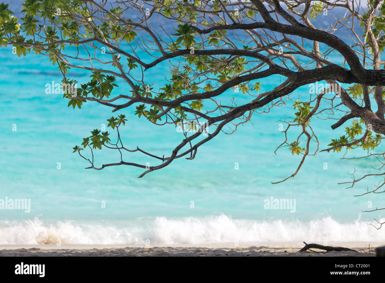 Tropischer Baum unter dem klaren, blauen Meerwasser, Ko Similan Island, thailand Stockfoto