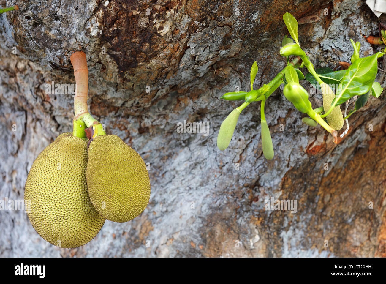 Unreife tropische Jackfrucht Baumstamm hängen Stockfoto