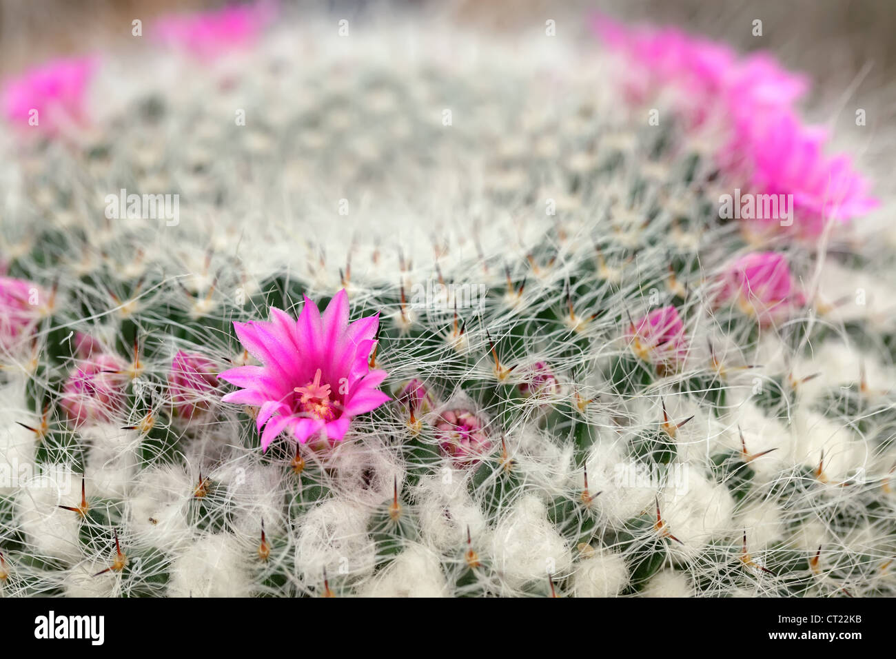 Makroaufnahme einer Blume rosa Kaktus Stockfoto