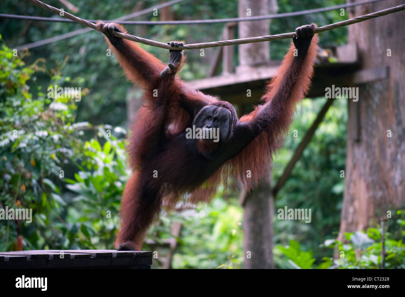 CID eine wilde Orang-Utan im Sepilok Orang Utan Rehabilitation Centre, Borneo, Malaysia, Süd-Ost Asien Stockfoto