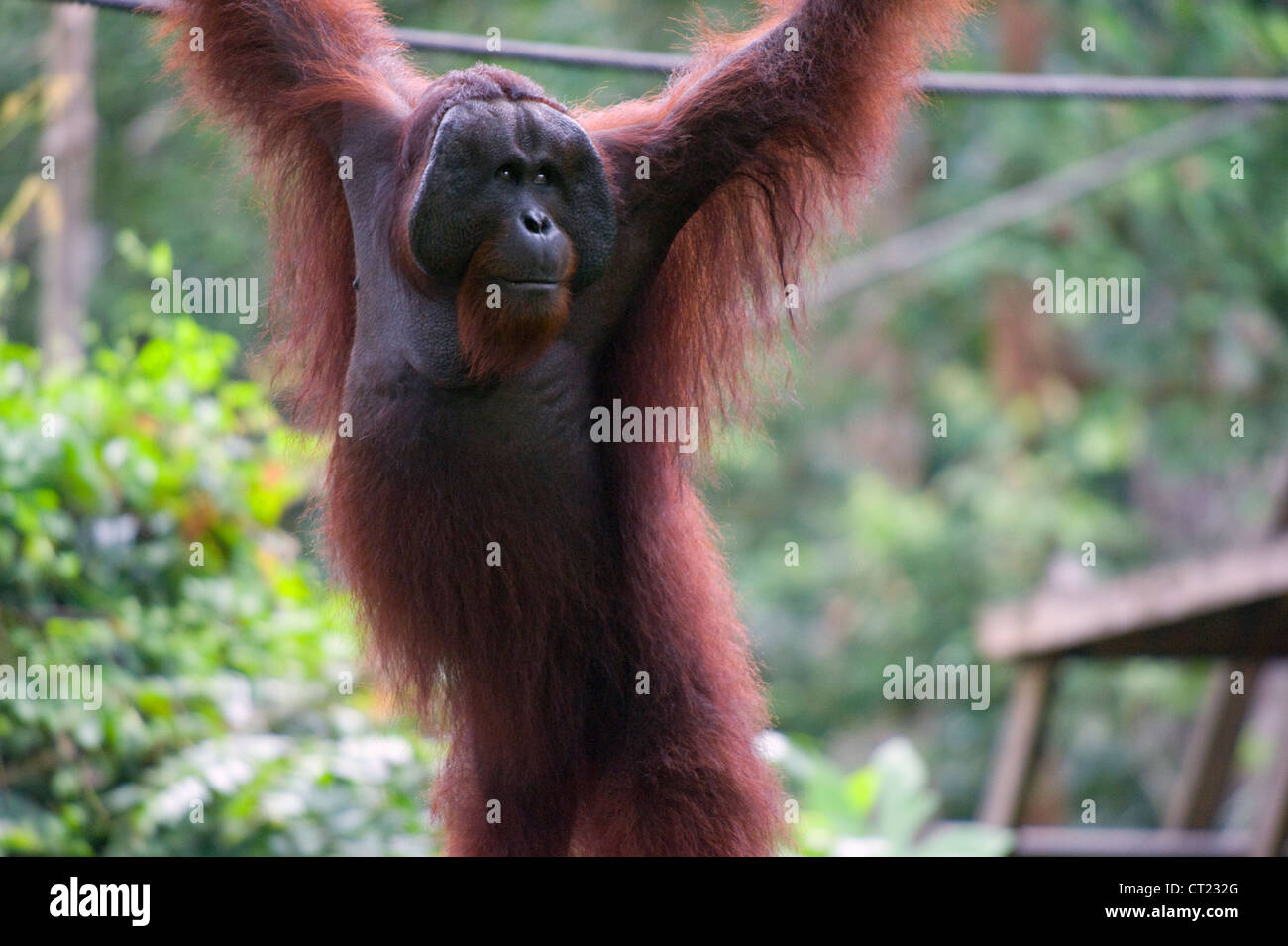 CID eine wilde Orang-Utan im Sepilok Orang Utan Rehabilitation Centre, Borneo, Malaysia, Süd-Ost Asien Stockfoto