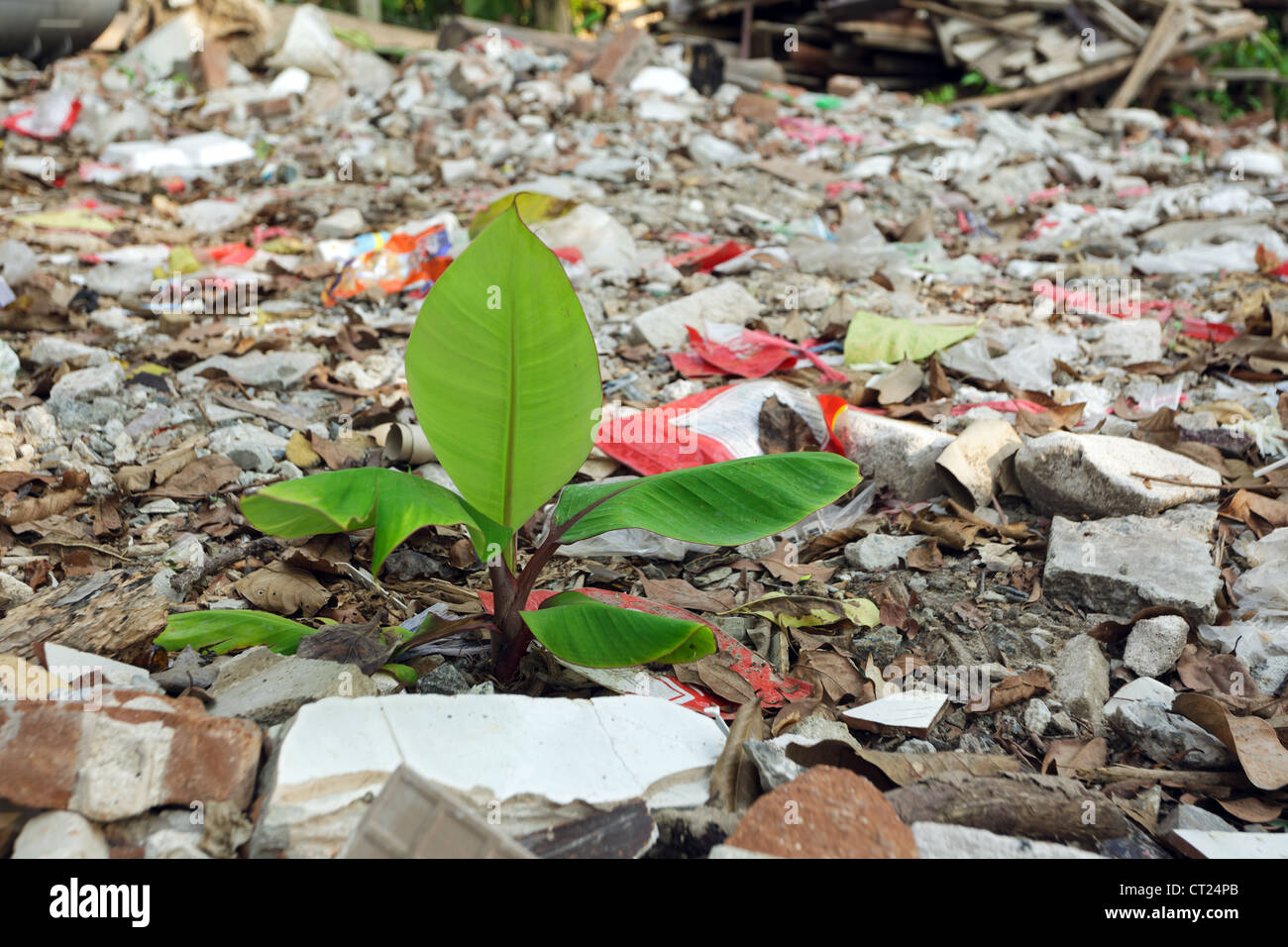 neue Bananenbaum wächst in Müll-Bereich Stockfoto