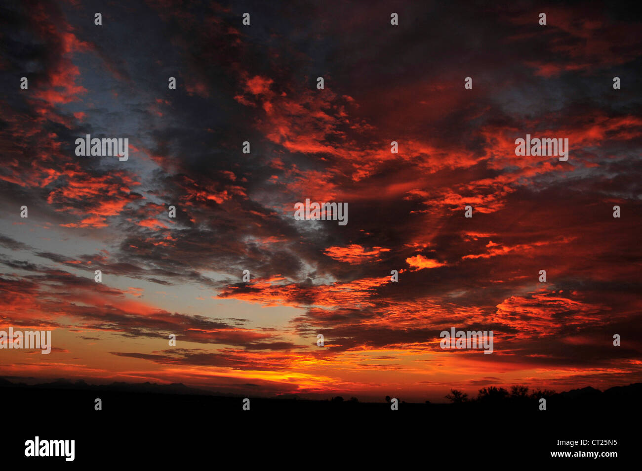 Ein Sonnenuntergang färbt den Himmel während der Monsun-Saison in der Sonora-Wüste, Tucson, Arizona, USA. Stockfoto