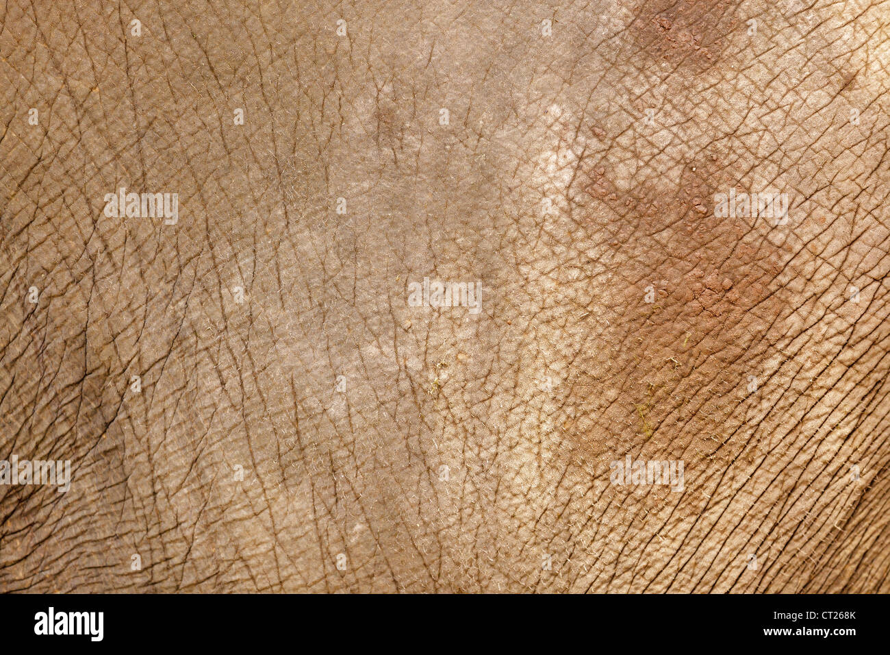 Asiatischer Elefant Haut Abstarct Hintergrund Stockfoto