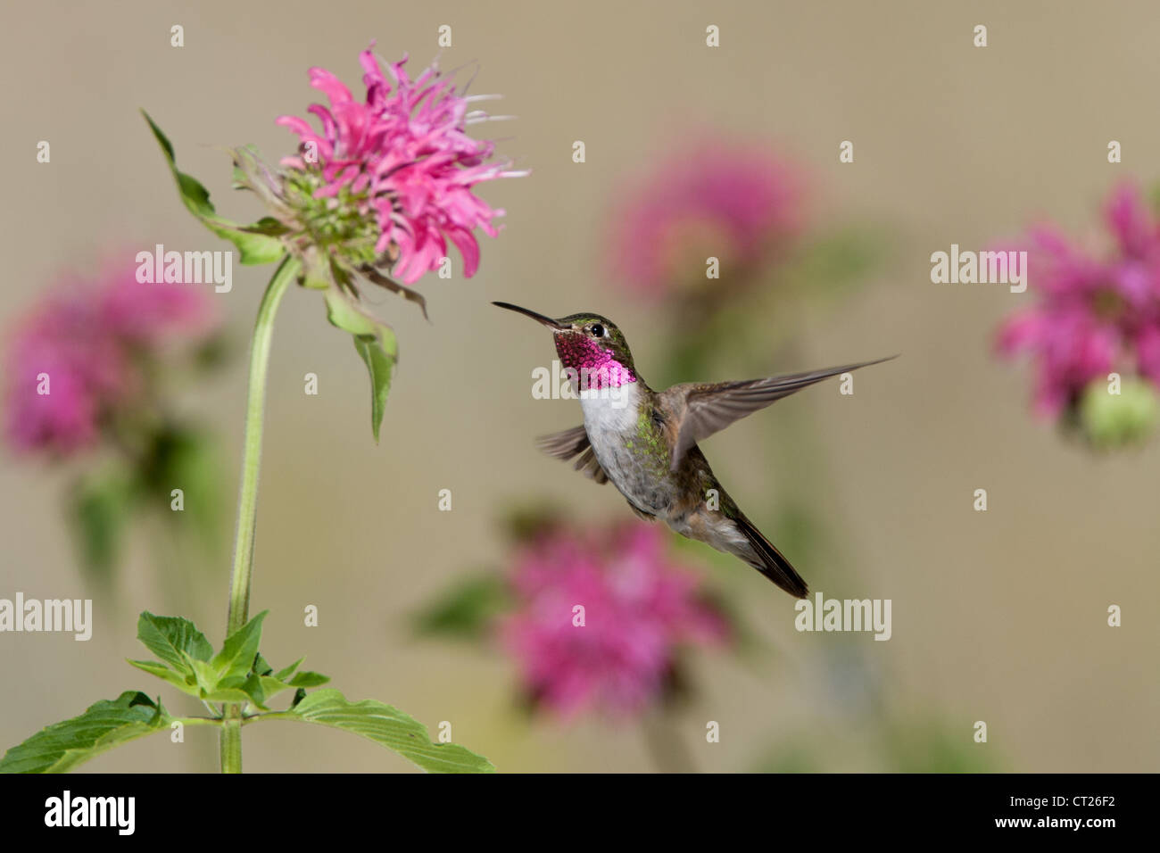 Ein breitschwandiger Kolibri schwebt in der Nähe von Bergamot-Blumen blüht auf der Suche nach Nektar Stockfoto