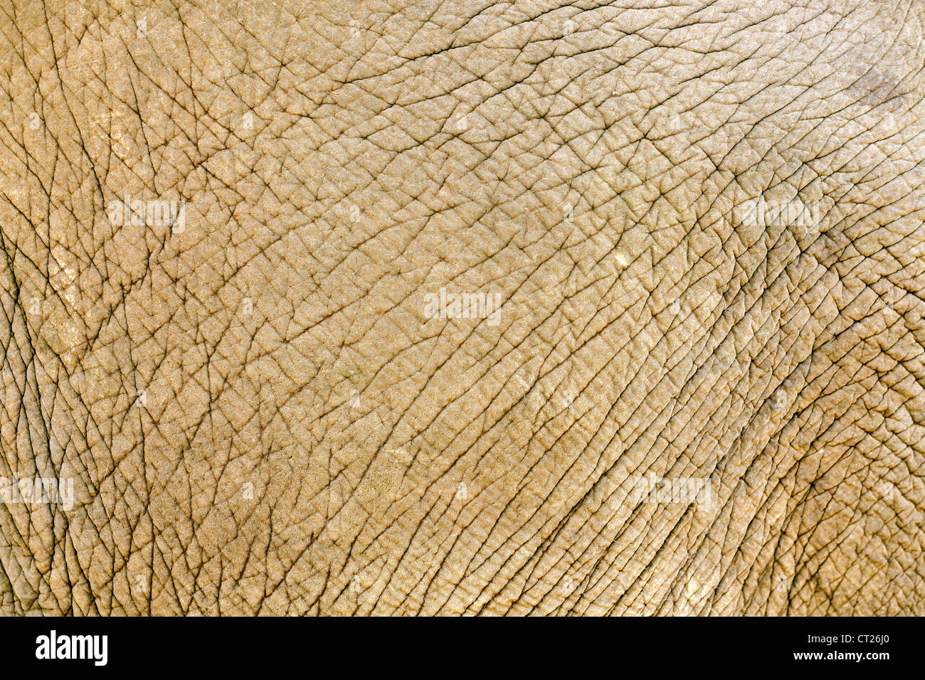 abstrakte asiatische Elefanten Haut Hintergrund Stockfoto