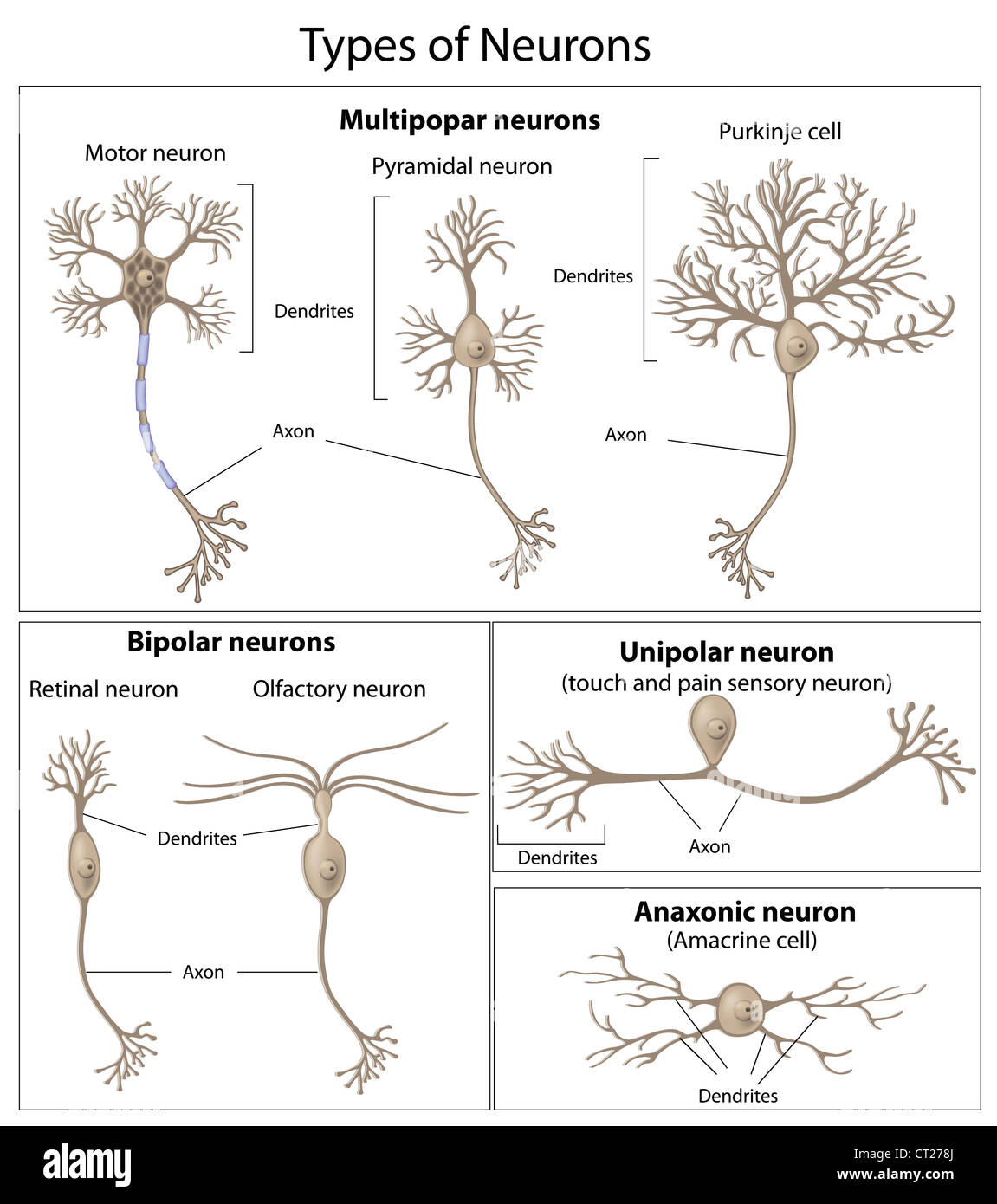Arten von Neuronen Stockfoto