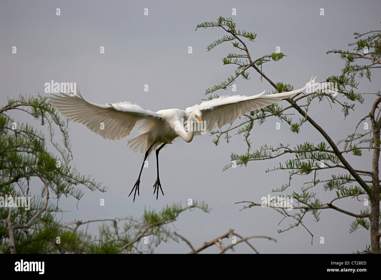 Silberreiher (Casmerodius Albus), im Flug, Louisiana, USA Stockfoto