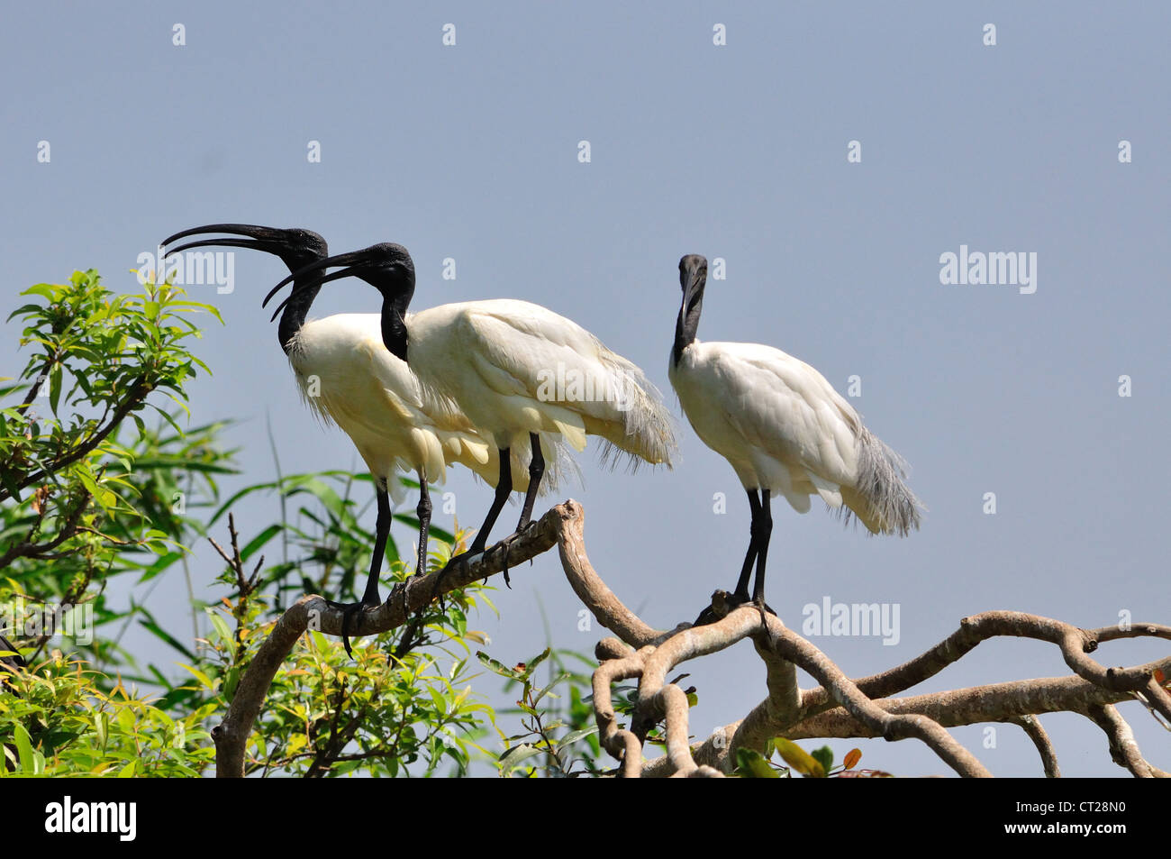 Weißer Ibis Stockfoto