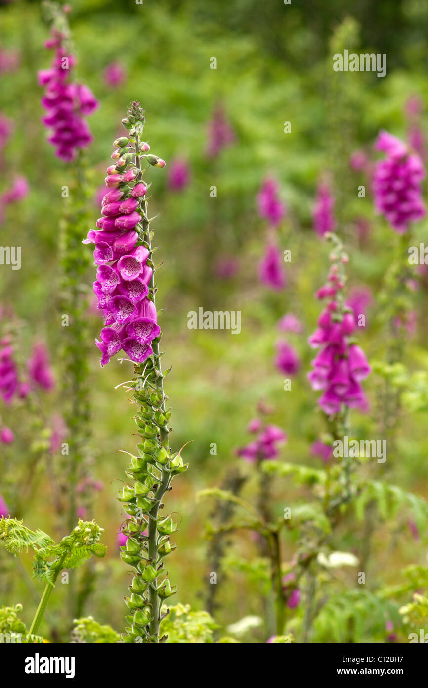 Flache Schwerpunkt Blütenpflanze rosa Fingerhut (Digitalis Purpurea). Stockfoto