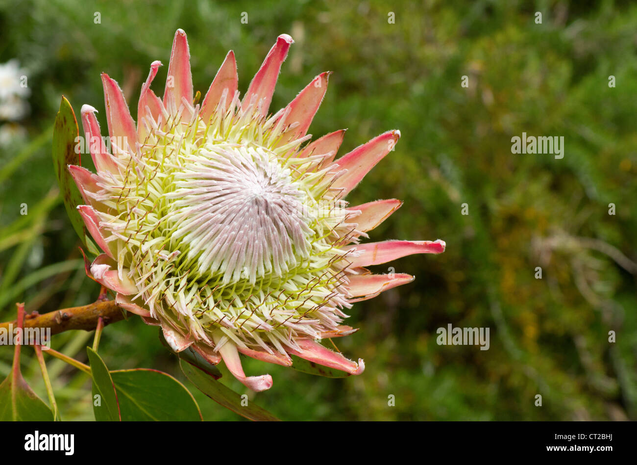 Südafrikanische rosa king protea Pflanze (Cynaroides) in voller Blüte. Stockfoto