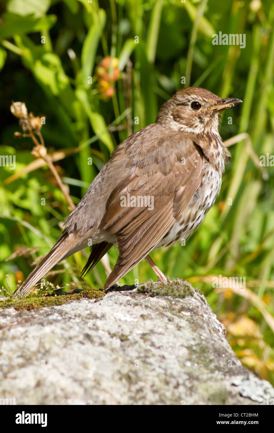 Singdrossel (Turdus Philomelos) in einem englischen Garten. Stockfoto