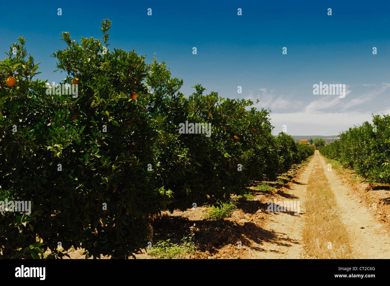 Orangenplantage Stockfoto