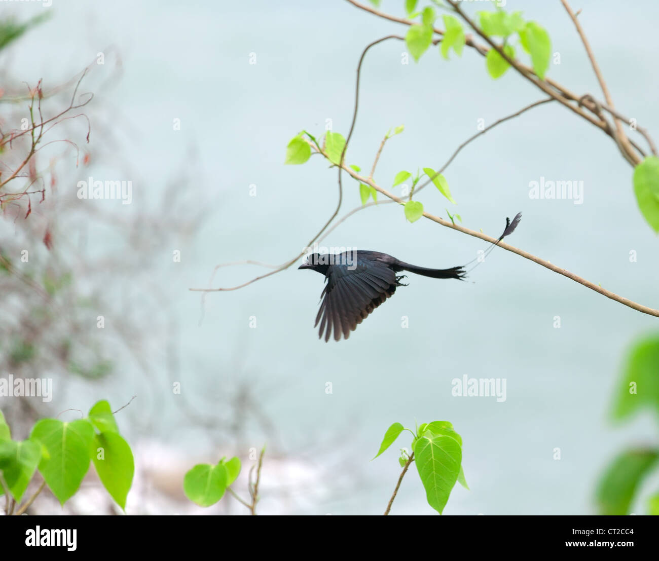 Mehr Schläger-angebundene Drongo fliegen in Thailand Wald Stockfoto