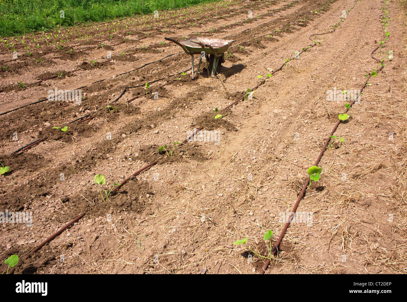 LKW in Eco landwirtschaftliche Garten mit Tröpfchenbewässerung Stockfoto