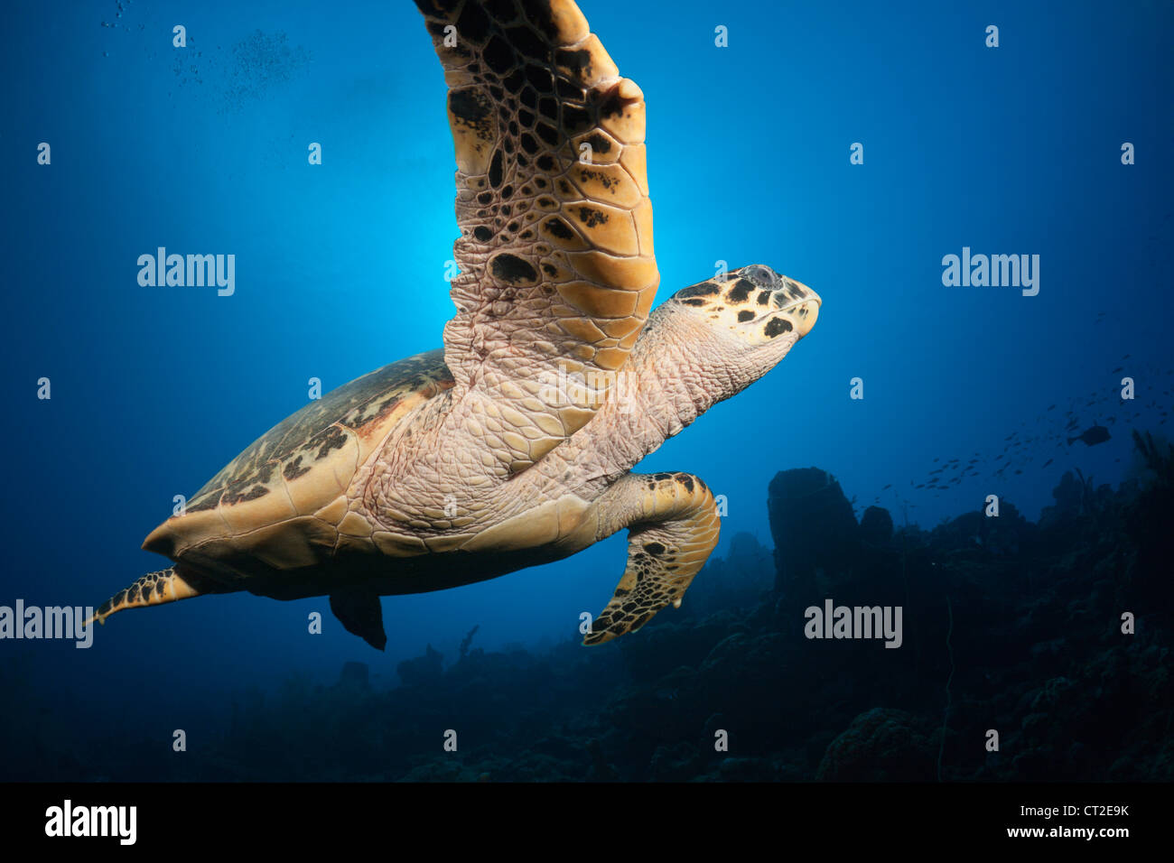 Hawksbill Turtle, Eretmochelys Imbriocota, Karibik, Dominica Stockfoto
