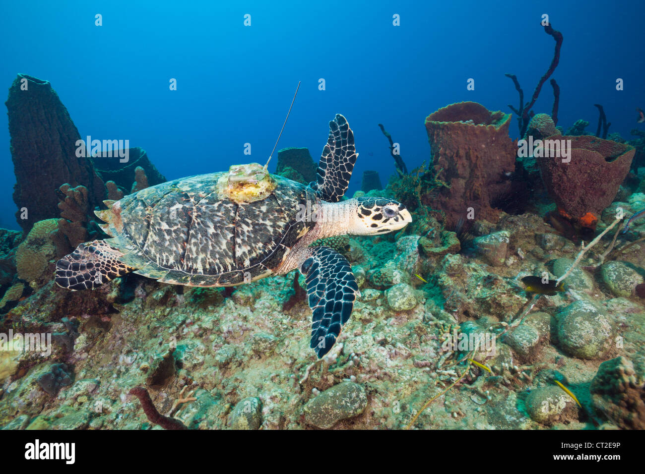 Getaggt mit Sender, Eretmochelys Imbriocota, Karibik, Dominica echte Karettschildkröte Stockfoto