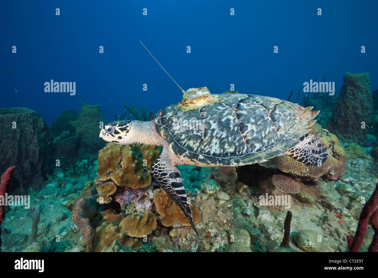 Getaggt mit Sender, Eretmochelys Imbriocota, Karibik, Dominica echte Karettschildkröte Stockfoto