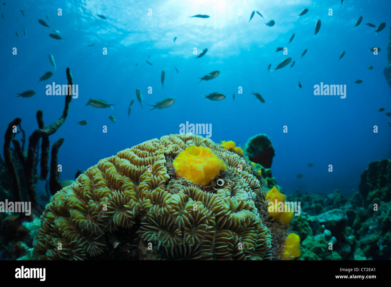 Karibische Korallenriff, Karibik, Dominica Stockfoto