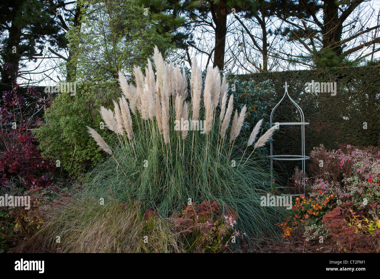 Osten Ruston Old Vicarage Gärten, Norfolk, Winter (Alan Gray und Graham Robeson). Pampass grass Stockfoto