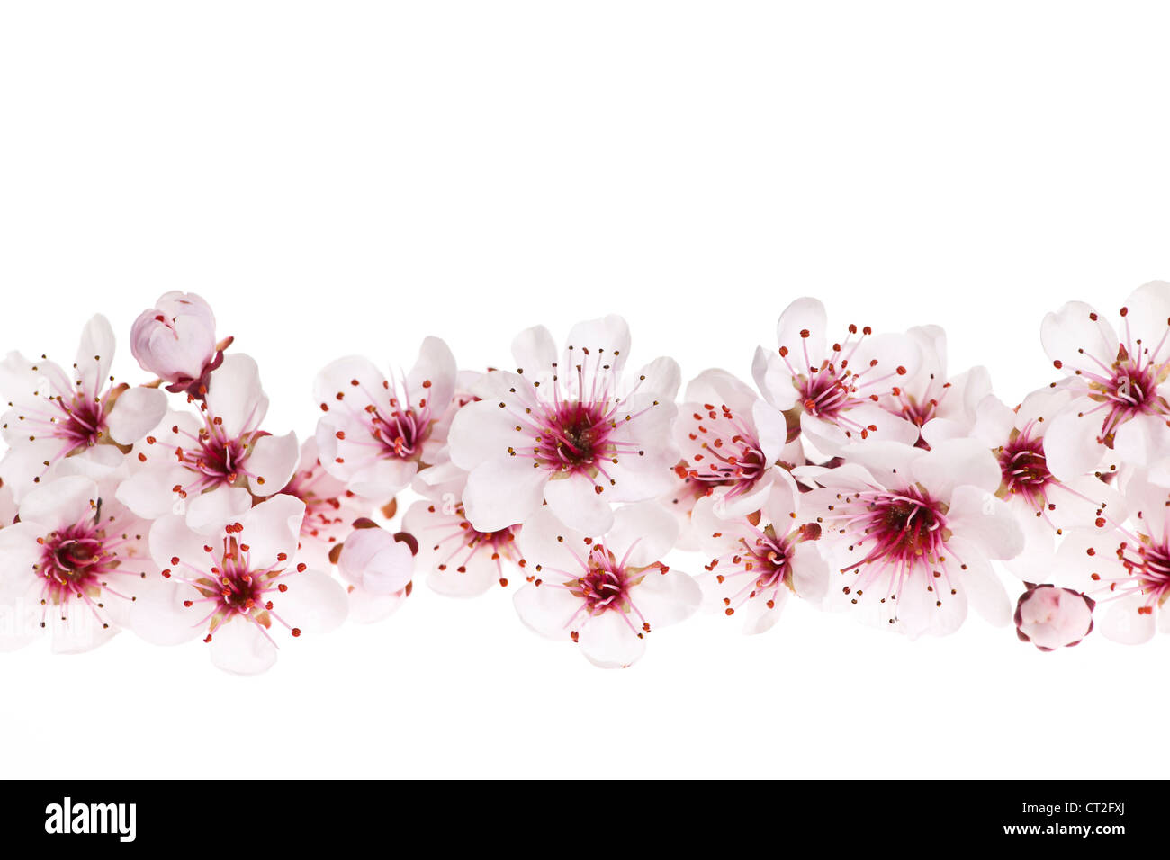 Rand des schönen Kirschblüten Blumen auf weißem Hintergrund Stockfoto