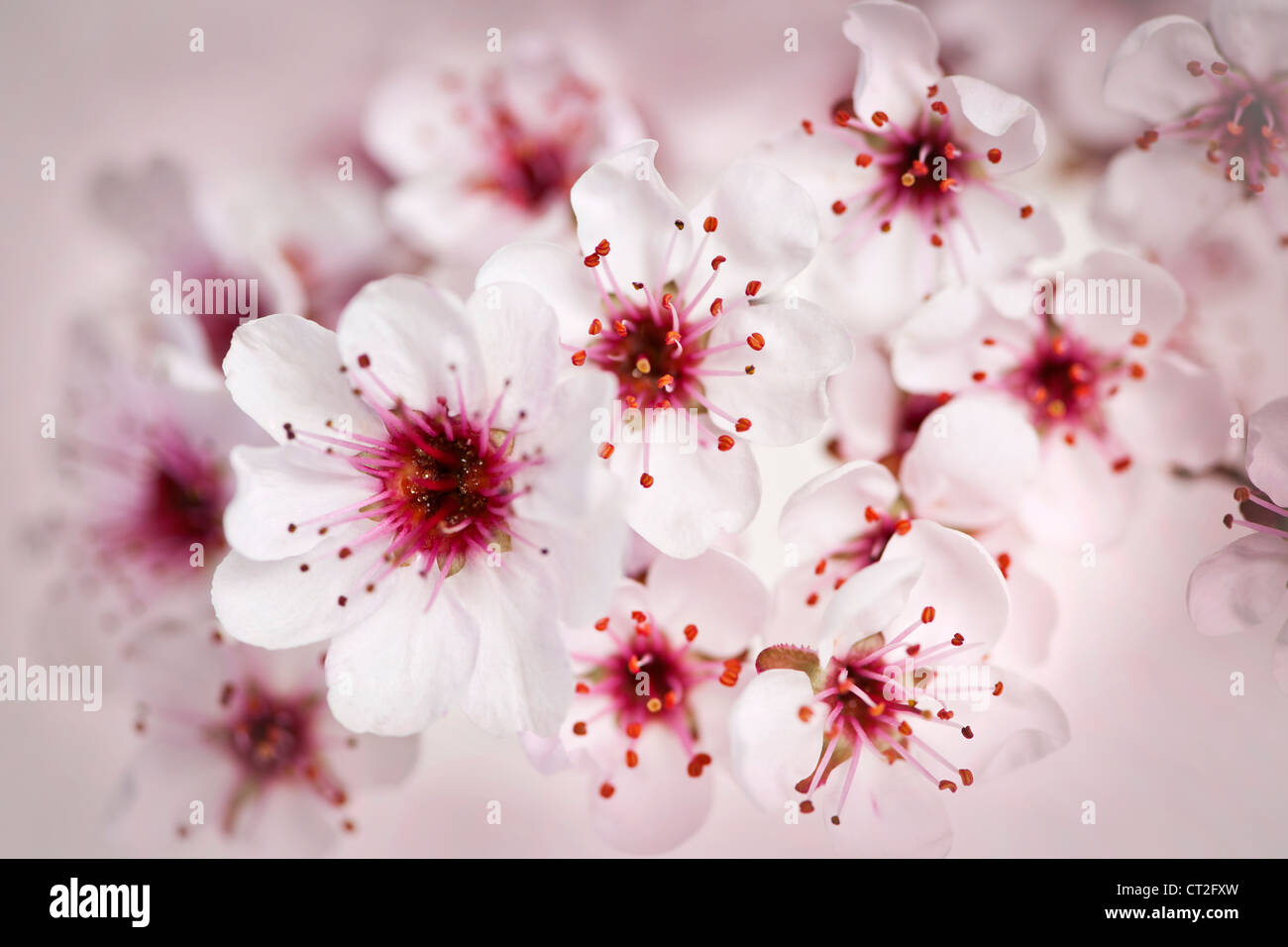 Cluster von schönen rosa Kirschblüten Blumen Stockfoto
