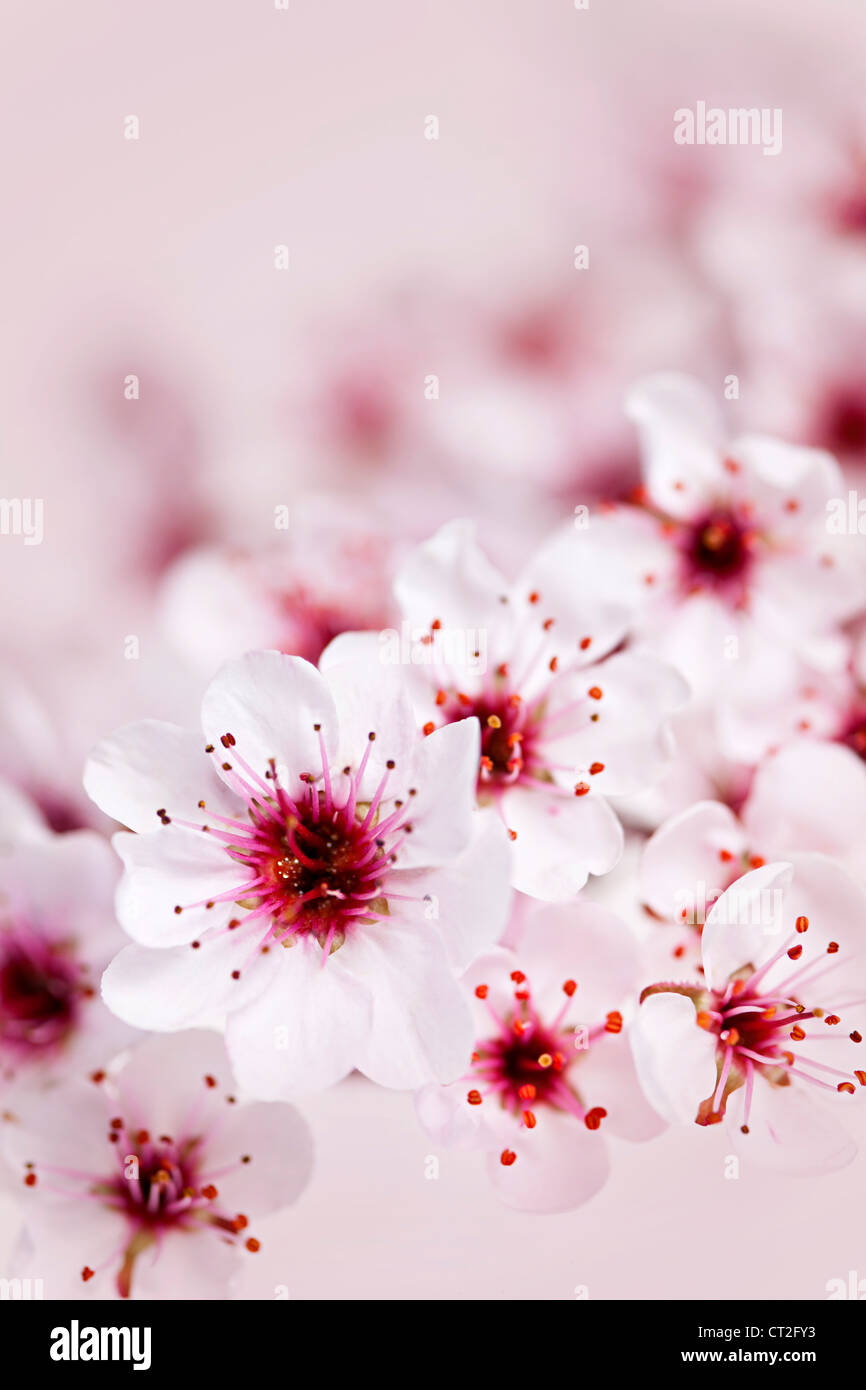 Cluster von zarten rosa Kirschblüten Blumen Stockfoto