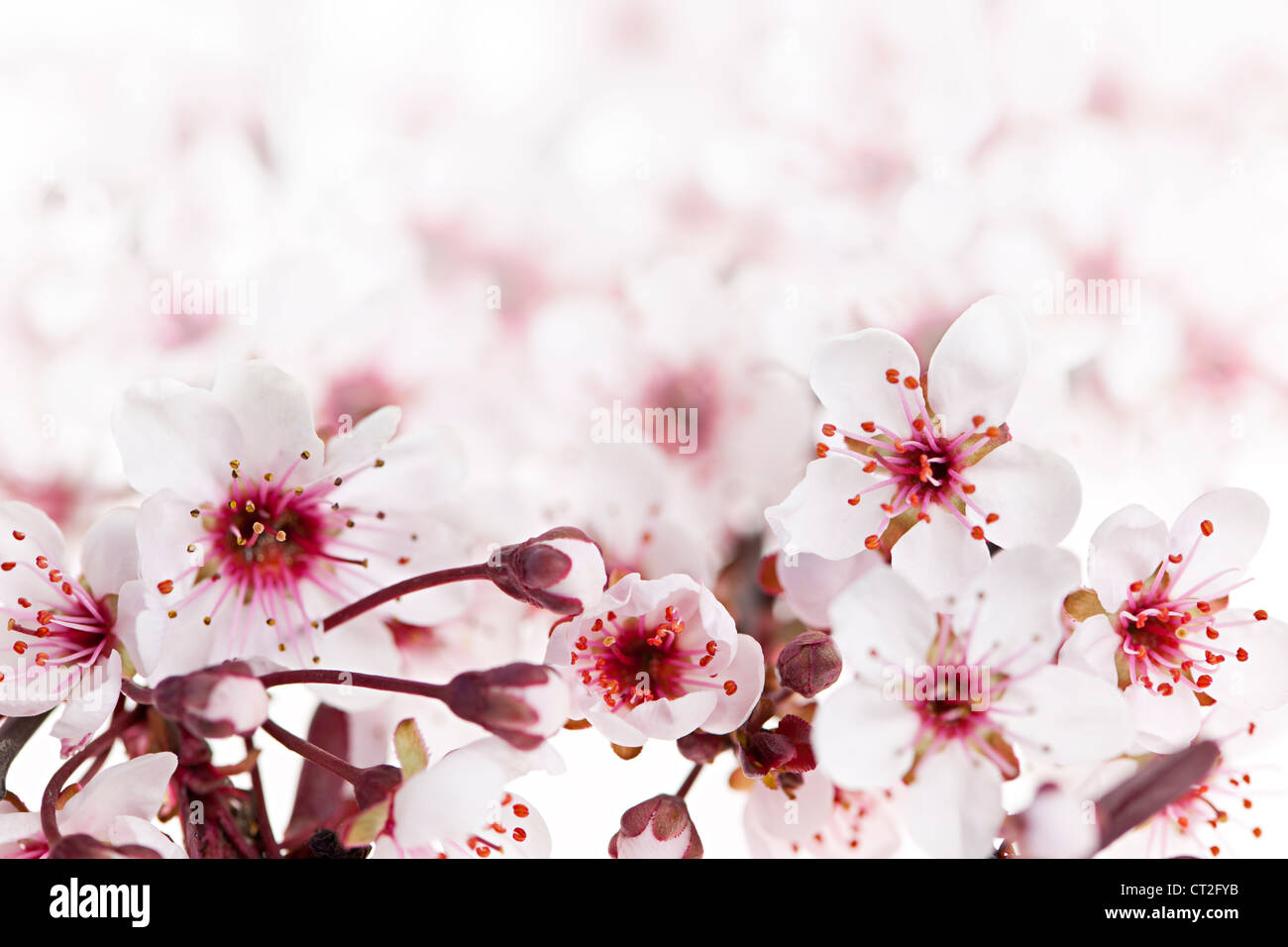 Schöne rosa Kirschblüten Blumen blühen im Frühjahr Stockfoto