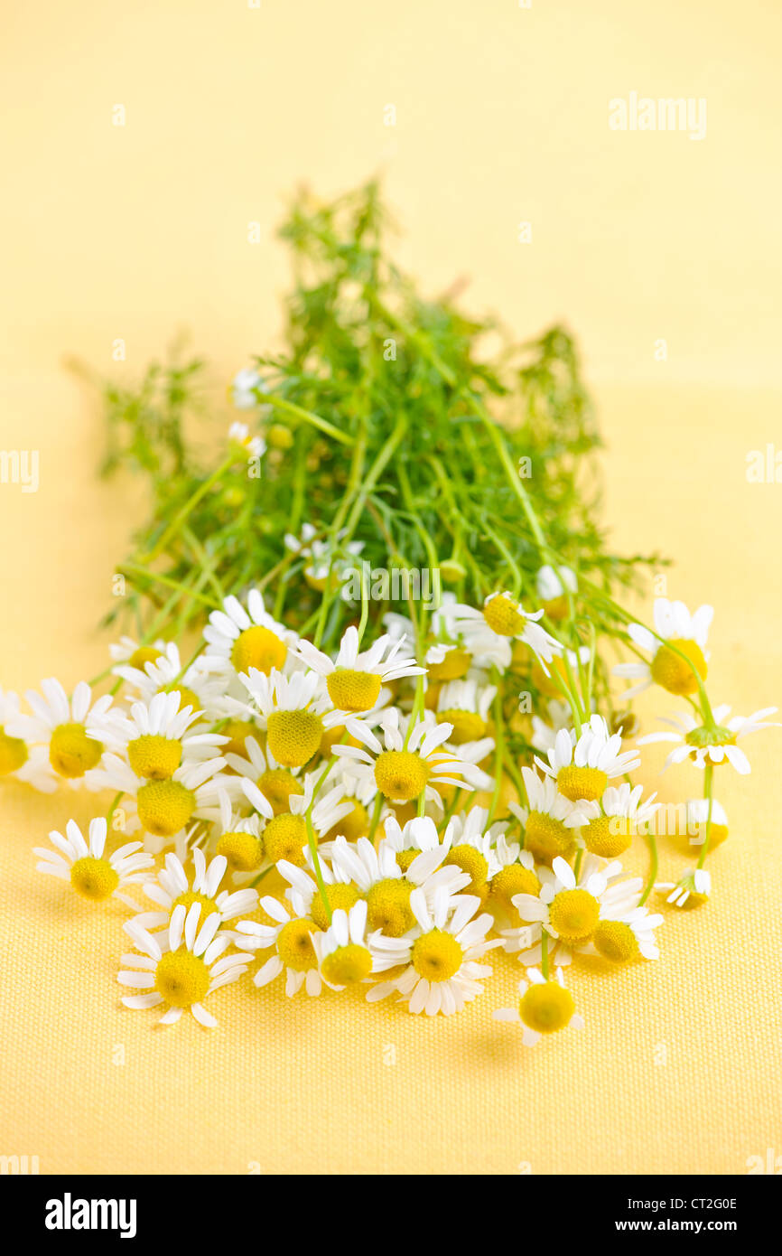 Handvoll frische Kamillenblüten auf gelbem Hintergrund Stockfoto