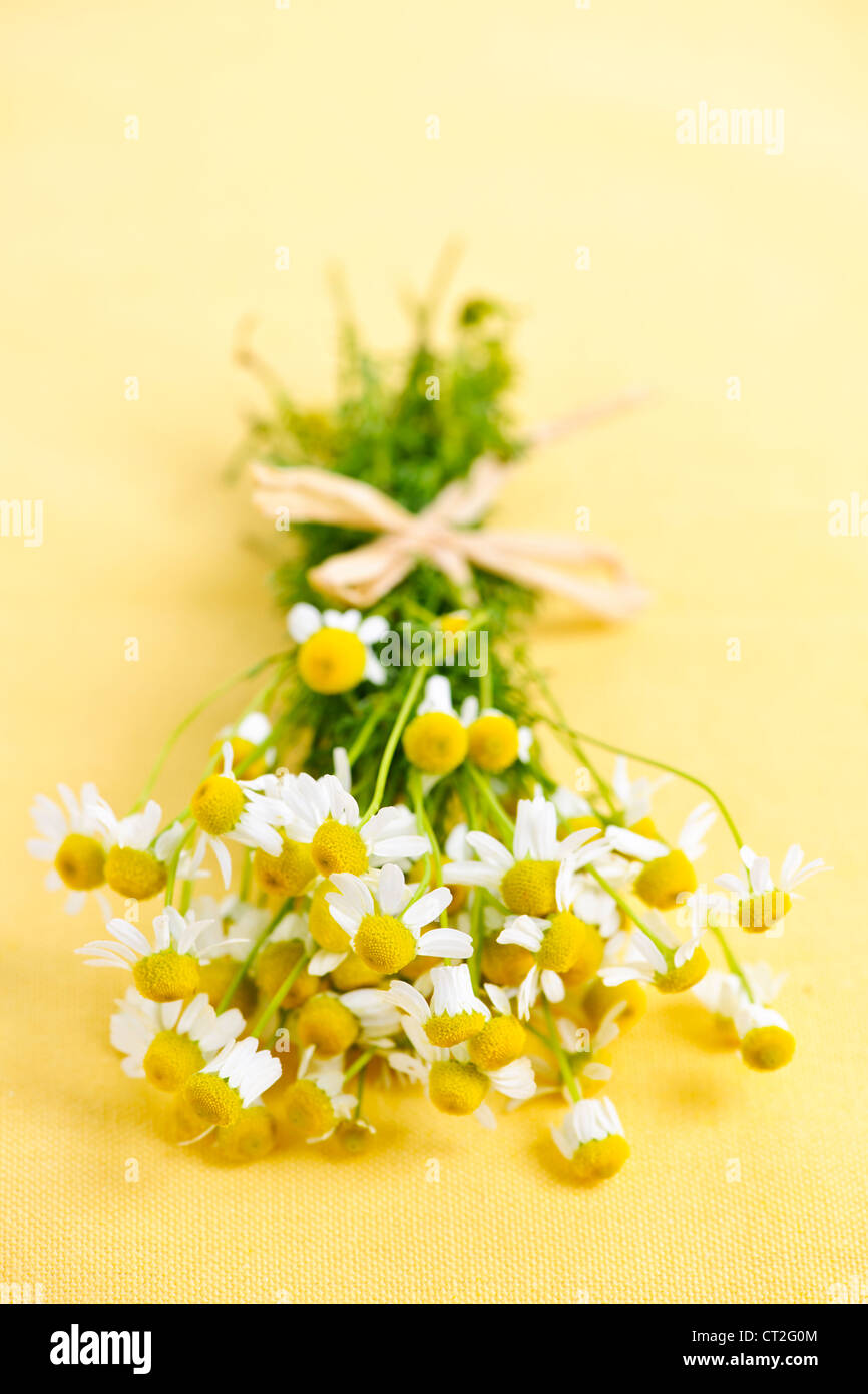 Handvoll frische Kamillenblüten auf gelbem Hintergrund, mit Schleife gebunden Stockfoto