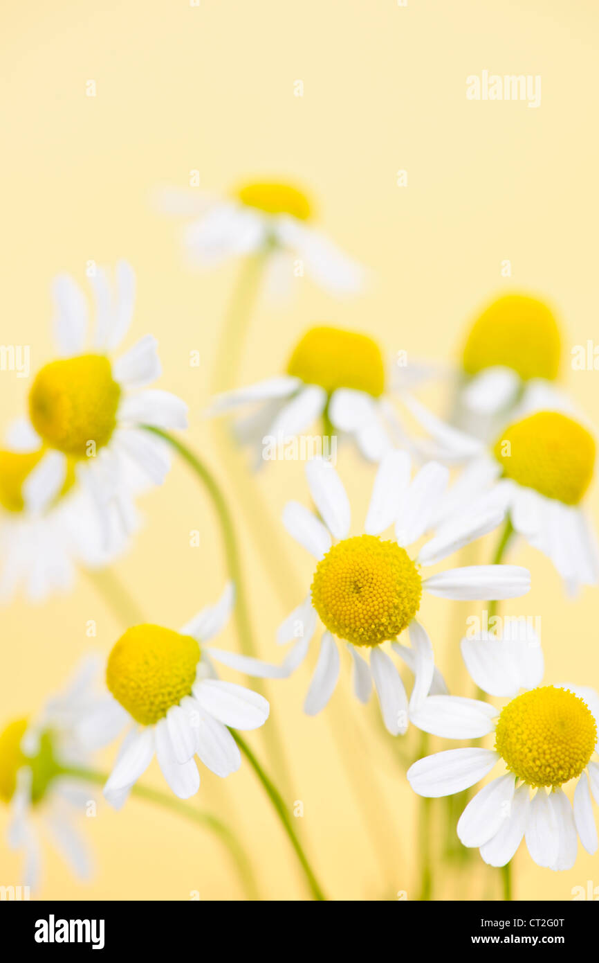 Nahaufnahme von Kamillenblüten auf gelbem Hintergrund Stockfoto