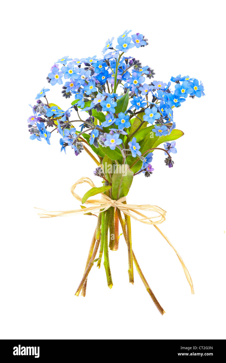 Blumenstrauß blauer wild Vergissmeinnicht gebunden mit Bogen isoliert auf weiss Stockfotografie
