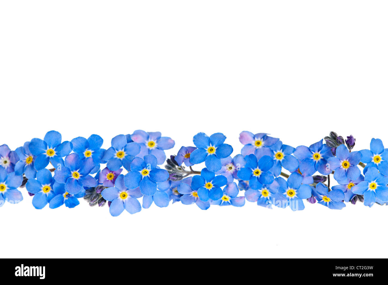 Anordnung der blauen Vergissmeinnicht Blumen isoliert auf weißem Hintergrund Stockfoto