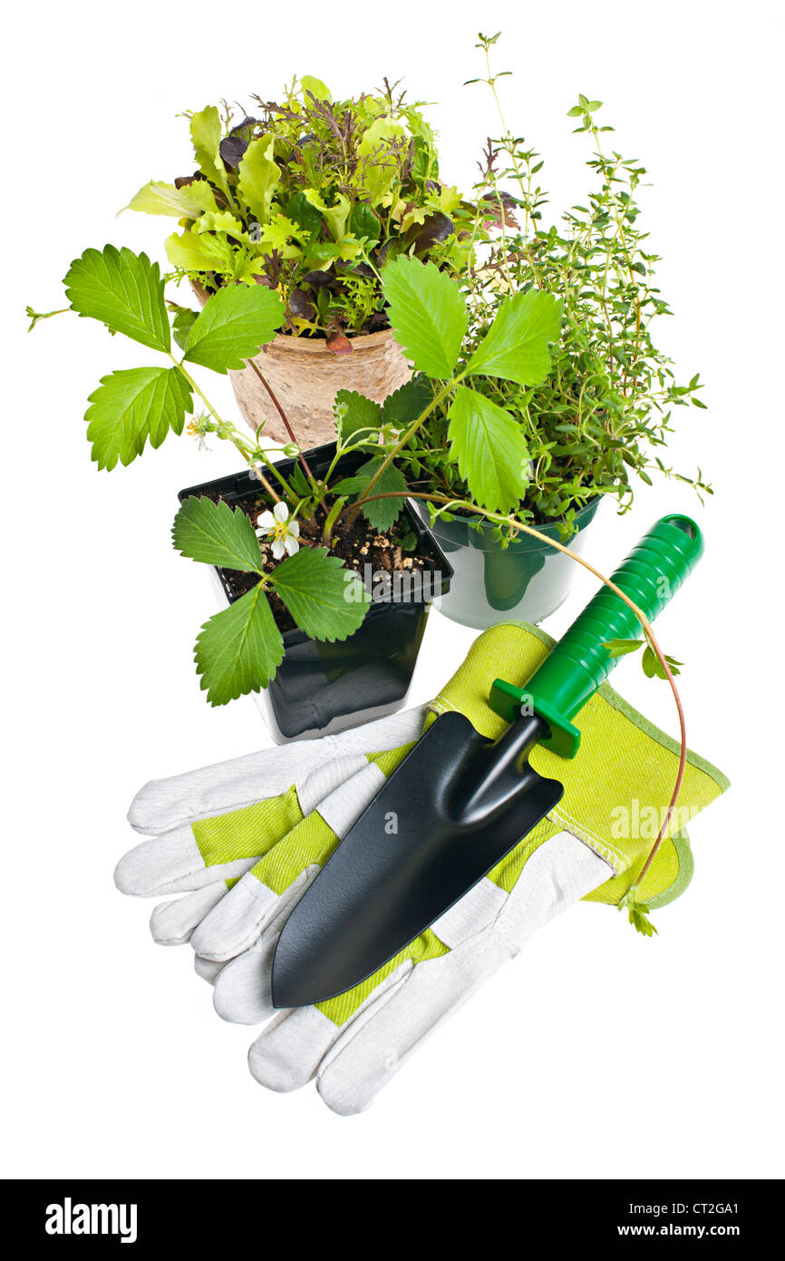 Kräuter In Töpfen Stockfotos und -bilder Kaufen - Alamy